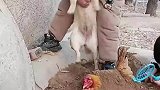 狗子和鸡陪着小主人，一起玩耍配合的天衣无缝