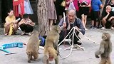 猴子跳舞了。