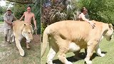 美国：一狮虎体重408公斤成“最大猫” 三次获得世界纪录