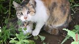 野猫一家躲进草丛，不喜欢被人类打扰，小猫注定要跟着流浪