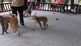 小猴子刚学会拉车高兴的很。