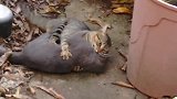天下武功唯快不破，猫咪打架用绝技“抱头杀”