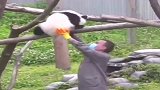 小熊猫快来救熊啊，有人偷熊猫啦！下一刻英雄登场