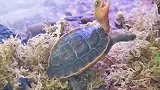 安缘龟，果然是一个非常可爱的宠物