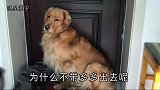主人外出不带金毛，小狗子在家里急得上窗台了，这小样太可爱了！