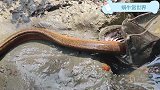 实拍：大鲶鱼活吞大黄鳝，还真是难得一见，我算是开眼了！