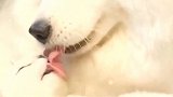这两只宠物太有爱了，猫咪和狗子互相亲，难道这就是爱情吗