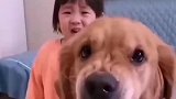 五岁金毛护2岁幼主，谁说她冲谁呲牙