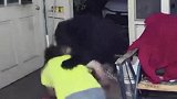 美国：惊险！为救爱犬 男子徒手与黑熊搏斗