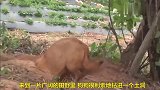 狗狗每天跑去野外，竟是为了这件事，主人知道后泪奔了
