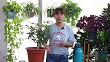 7月给桂花喝几次“这种水”，入秋花开满枝头