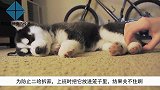 为防止二哈拆家，上班时把它放进笼子里，结果关不住啊