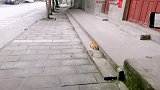 善良小伙以为遇到了一只流浪猫，企图带回家，没成想主人就在旁边