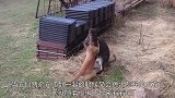 小袋鼠亲了橘猫一口，接下来的反应笑哭众人，网友：敢惹老虎师父