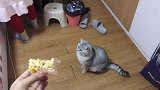 看见主人吃零食，猫咪就这么直勾勾地盯着看：这是啥？好吃吗？