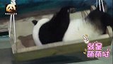 胖乎乎的熊猫圆仔频频“翻车”，逗粉丝开心，放飞自我的样子好萌