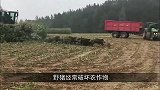 非洲部落利用猴子抓野猪，野猪每次都被生擒，网友神操作！