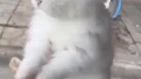 男子提着兔子的耳朵，兔兔自己在空中转了起来，转得挺有节奏小白兔白又白