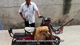 茶杯犬为何只有杯子那么大？看完真实来历，网友：很心酸！