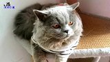 这只小胖猫的性格太少见,连小猫都敢来撩闲,它的反击叫主人心疼