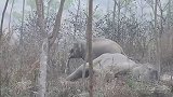 泰国：一小象宝宝为保护倒地的母亲疯狂奔跑赶走兽医