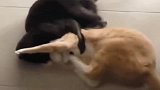 橘猫：输的不丢人，我是被两只猫群殴了