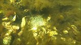 潜水者在水草下发现一个大钳子，伸手一掏，原来藏着个大家伙