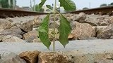 沉浸式列车下野草视角