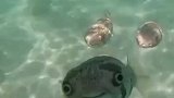 这就是河豚在水下最真实的样子