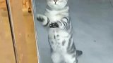 猫：主人你回来了，我在帮你擦玻璃！