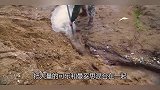 找到一个山丘，把大量的曼妥思可乐倒进去，这场面绝了