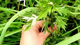 天然香料艾草，带你在野外找到真正的它