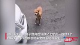 狗子绝育后失恋，仨月蹲宠物医院门口“骂街”，医生无奈赔礼道歉