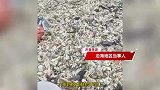 台风“韦帕”过境后，一海滩遍地海鲜，居民冒雨赶海捡到“爆桶”