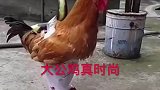 这大公鸡是真时尚啊！