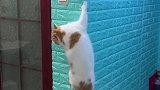 猫：主人你来看看我爬的高不呀！