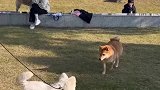 当狗子学会避免正面交锋，用屁股打架