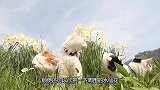 主人带猫咪出门欣赏水仙花，橘猫却一口一个，真不愧是猫界大吃货