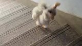 宠物犬下楼有绝技