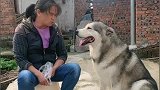 阿拉斯加犬和奶奶唠嗑，你一句我一句，正常交流无压力！