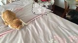 流浪橘猫和流浪狗小宝对峙，同是天涯沦落猫与狗，何必天天厮杀