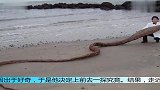 海边出现不明海怪专家都不知它的真实身份