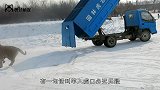 山羊进了老虎窝，还以为是羊入虎口，没想到最后胖了40斤！