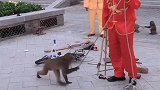 猴子翻跟头。