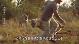 如果你在野外遇到鬣狗应该怎么办？
