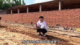小徐在院子里种油葵，刨地播种，第一次种不知道这样的株距可以吗