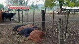 天上劈下闪电13头牛直接毙命 主人意外拍下事发现场
