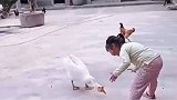当熊孩子遇上大鹅