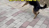 田园犬小黑度过了开心的一天