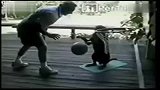 聪明狗狗同主人玩篮球